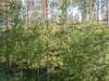 Дома для отпуска Holiday Home Hiukanhelmi Соткамо-1